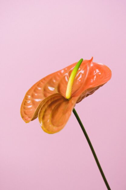 Flor
