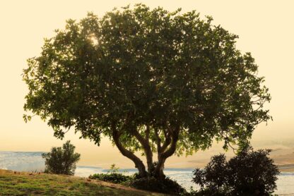 cuota arbol
